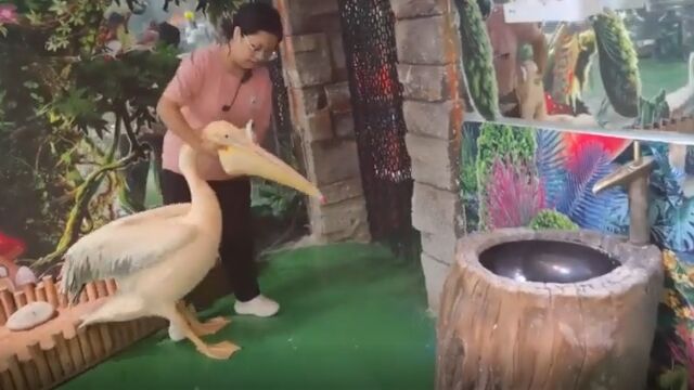 ハトを食べようとしたペリカンさん、スタッフに見つかりあえなく逮捕