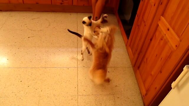 �����ʻҤ˰��ϰ������㤦�����פ�ǭ���繥���ʸ��˸����äƹ��⤷�ޤ���