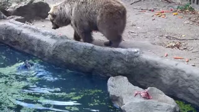 溺れたカラスをクマが助けた!?ハンガリーの動物園中で起きた奇跡的瞬間の映像