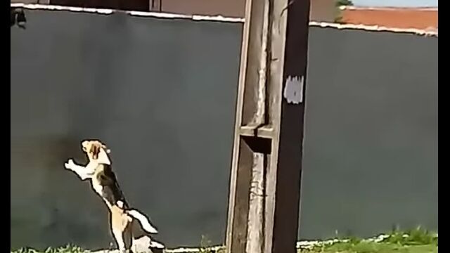 高い壁を飛び越えようと挑み続ける犬がカッコいい