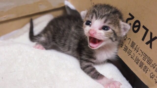 ���ޤ줿�Ƥ�������4���֤ޤǡ���ǭ����Ĺ�򸫤Ĥ᤿����