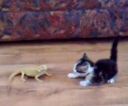 �����Υȥ����˥ӥå����ŷ���繲�Ƥ���������ǭ