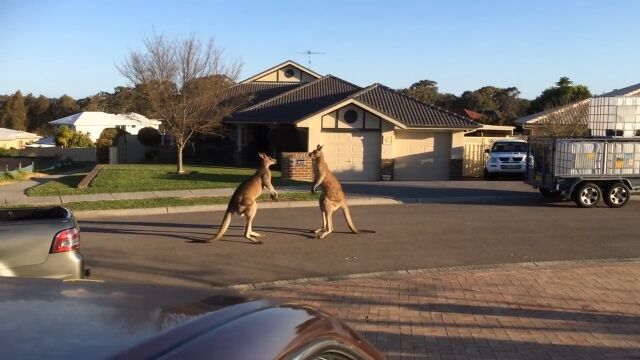 オーストラリアすげぇ!街中でカンガルーが喧嘩してる……