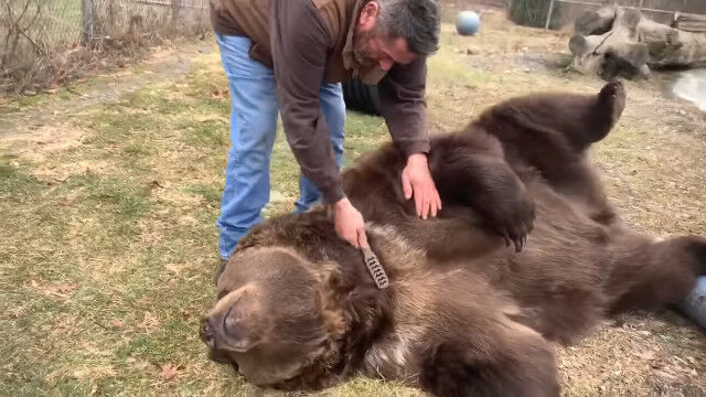 まるまる太った巨大なクマの毛づくろいをするクマみたいなおじさん