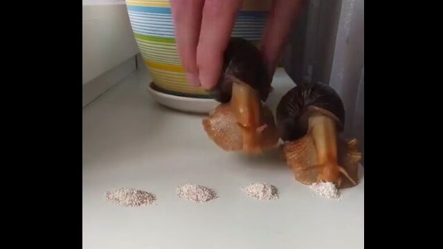食欲旺盛なデカいカタツムリはけっこう可愛い