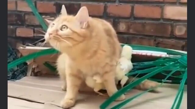 İ椬ҡʥҥ襳ˤŷŨǭ