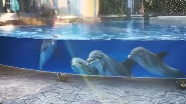 ちっちゃくて素早い陸の動物、リスに興味津々なイルカたち