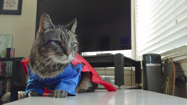 �����ѡ��ޥ��ǭ�����Ǥʤ��Ȥ��ξ�ʤ����硼�ȥࡼ�ӡ���BATCAT v SUPERCAT
