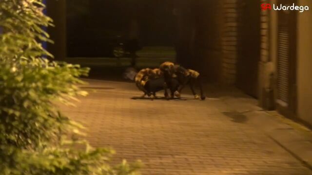 犬より大きい巨大蜘蛛が飛び出してきた!夜にこれは怖すぎるホラー系ドッキリ映像