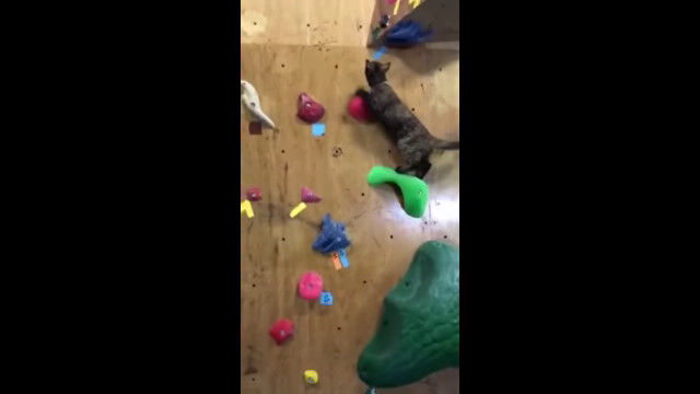 さすが猫、クライミングウォールをものともせずにボルダリング