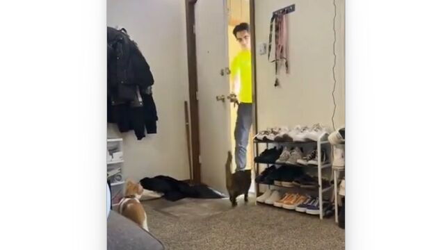 脱走を企てた猫さん、家主のファインプレーで無事確保