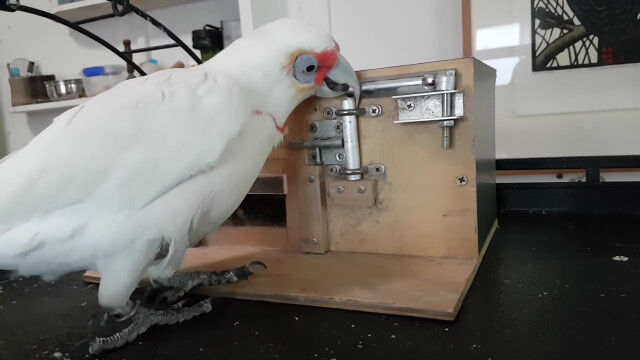 複雑な鍵がかけられたパズル箱を開ける、インコのモンティさんが素晴らしく賢い