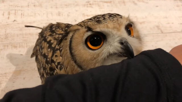 ������˴Ť���٥󥬥�亮�ߥߥ����������֤�İ���