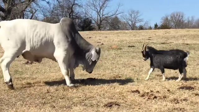 ����ʥ��������˰��������ʤ��䥮�����Ʈ�迴��������