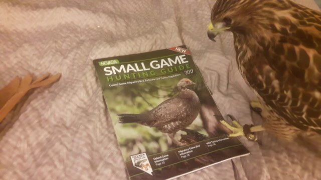 写真の野鳥を獲物認定、捕まえようとがんばる鷹