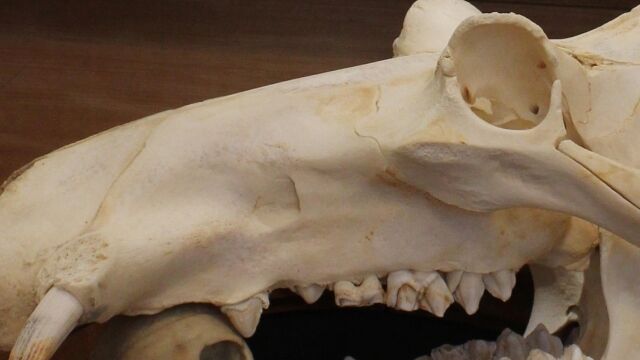 人間の頭蓋骨とカバの頭蓋骨、比較するとカバの恐ろしさがよく分かる
