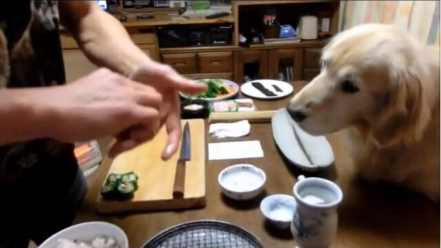 犬のCOCOちゃん9歳の誕生日に、犬専用のお寿司でおもてなしする飼い主
