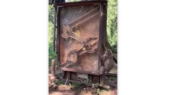 θʣλųݤȥФƤ֤顢䤹򥲥åȤ륵