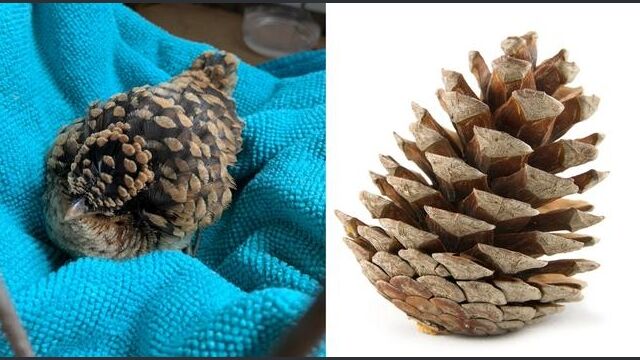 �ڲ����۾��ܤä��꥽�å���ʸ����ܤ˵��֤��������������å����Υҥʤ��İ���