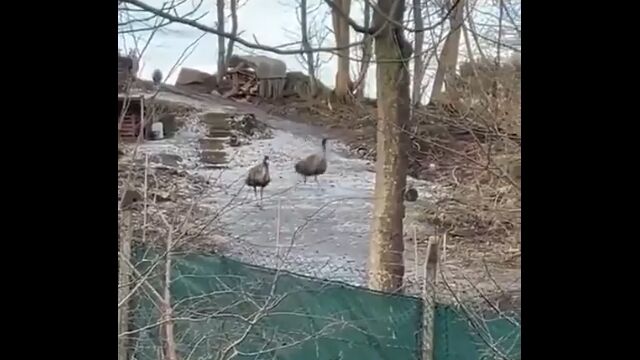凍った地面で滑って転んでわちゃわちゃするエミューさん