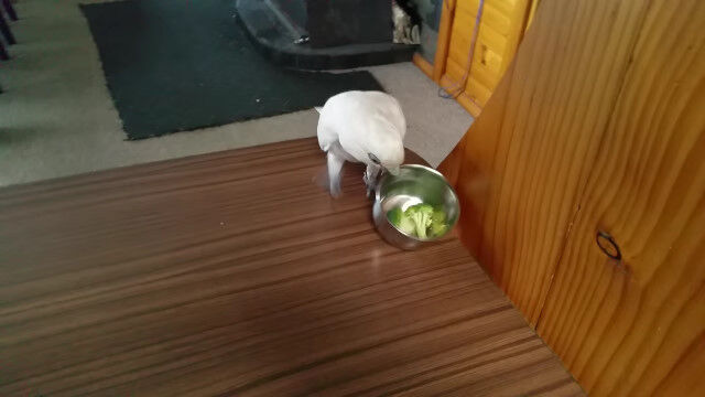 どうしてそんなに憎いのか……。何が何でもブロッコリーを食べないオウムのエリックくん