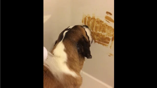 ����ϸ���������Ϥ�Ǹ��������������򤪤Ȥʤ���������饤�եϥå�