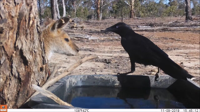 ˤ󥬥롼μ˳դƵ۷졡Ǥäפäˤ򥫥饹Ῡ