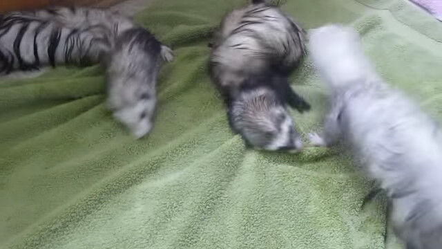 お風呂上がりの濡れた体を、ちゃんとタオルで拭くフェレットたち
