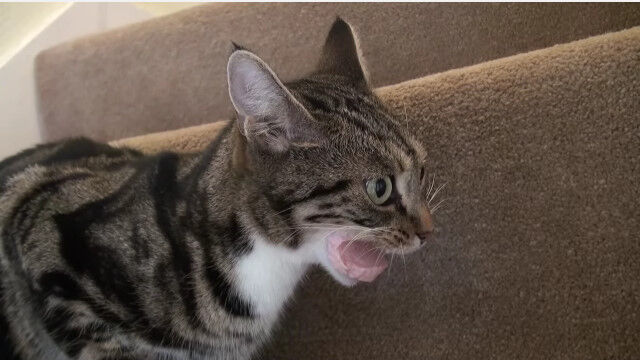 ソーセージが口にジャストフィット。食べづらい状況に困惑してしまう猫