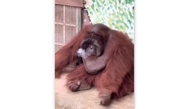 �ʹ֤��ΤƤ����Х��򽦤ä���������ưʪ��Υ���󥦡����󡢿ʹ֤Τ褦�˵ʱ줹��