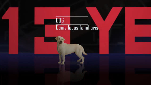 ��Ⱦ�Υ���ե�äפ꤬����������̿��û����ˡ�50�����ưʪ���¤٤���ӱ���