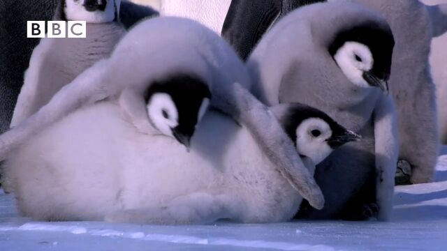 ペンギンだって赤ちゃんの時は転びまくる。滑って転んで氷の上の歩き方を覚えるコウテイペンギンの赤ちゃん