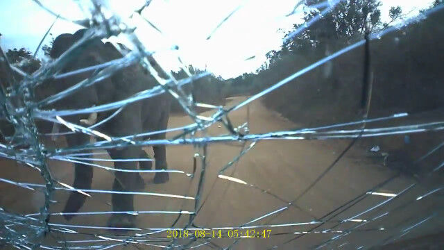 荒ぶるゾウに襲われた車内からの映像