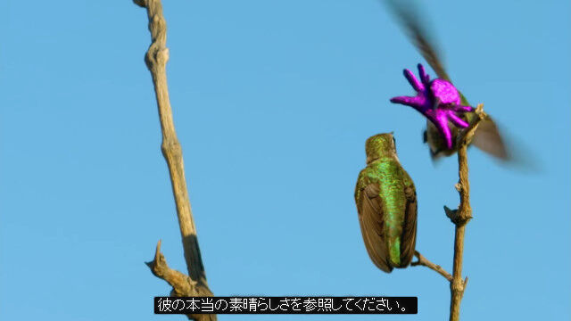 �����äΡ֤Ѥդ��פߤ����ʴ�ˤʤ롢�������ϥ��ɥ�εᰦ��ư