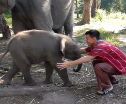 �֤����ǡ��פȸƤ������Ƥ�����֤���󥾥����İ��������ɻפä�����礭���ä�