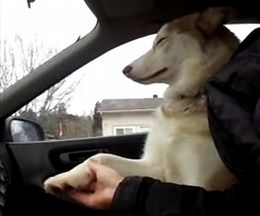 運転中でも手を握っていたい、飼い主にラブラブな犬