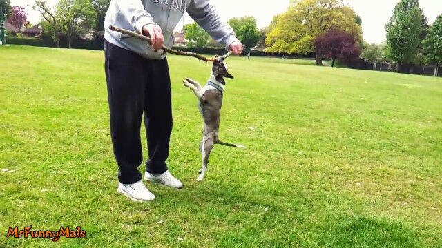 形状を問わず、木の棒を愛してやまない犬たちの映像集