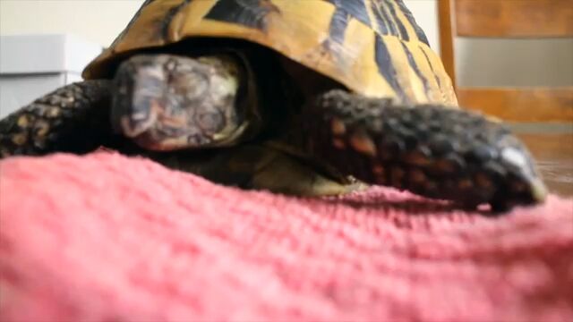 ペットのカメが4ヶ月にわたる冬眠から目覚めた瞬間
