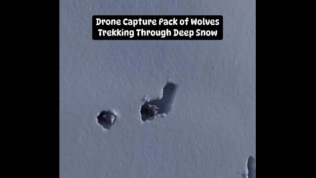 深く積もった雪の下を進むホッキョクオオカミ。ドローンで真上から撮影