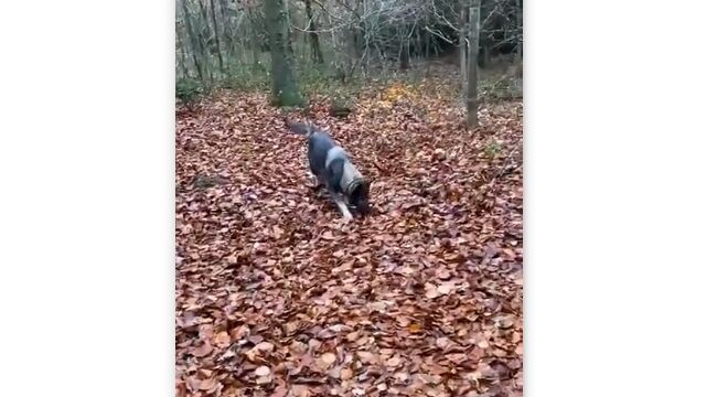 ����դ��餱�ο����桢���ä�1����դäѤ��̤�ʬ���븤