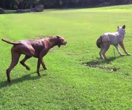 忍び足でこっそりオオカミに近づく犬