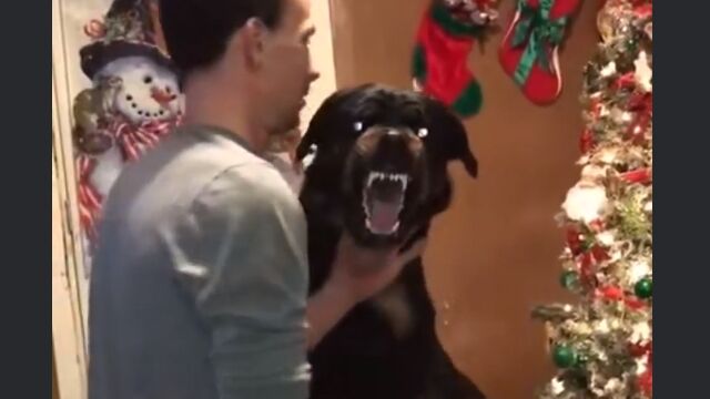 電動爪やすりで爪を削られ、地獄の番犬のような形相で唸り声をあげる犬がさすがに怖い