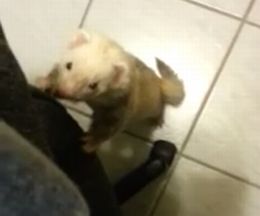 ������Υݥ��åȤ�����ۤ����ǰ��ܻ���ƨ���Ф��ե���å�