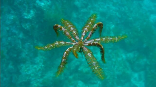 �����ܤϱˤ�����ͥ���˱ˤ������Τ褦��ưʪ�����ߥ���