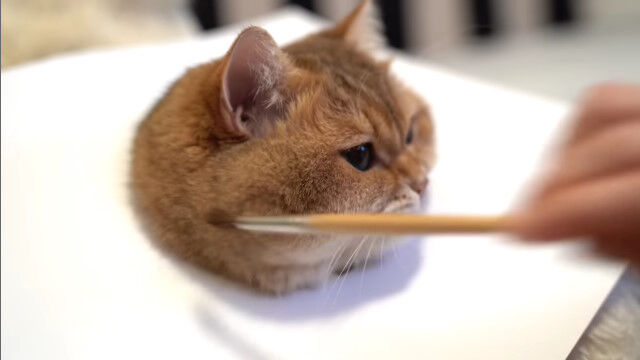 どう見ても本物だとしか思えない猫のイラストを描いているかのような猫の可愛がり