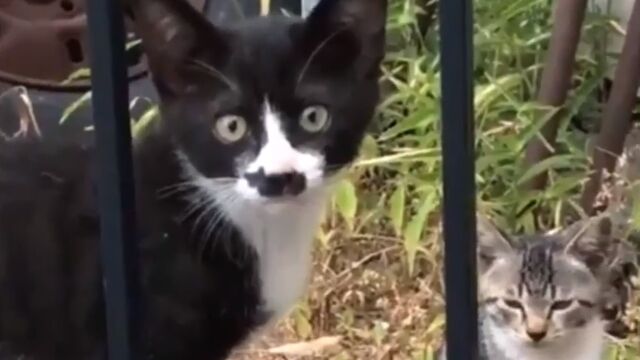 �ͥ�����˥ͥ������롪�����ʥͥ��ߤ��������ͤ���ġ�����Ū�ʥͥ�