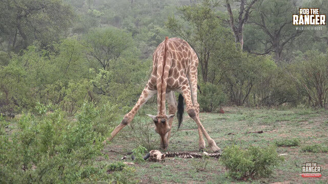 �����������奦�ι��򿩤٤륭���򻣤ä��쥢����������ϡ������ưʪ�������ݼ褹�륪���ƥ��ե������ʹ����ˤȤ�������