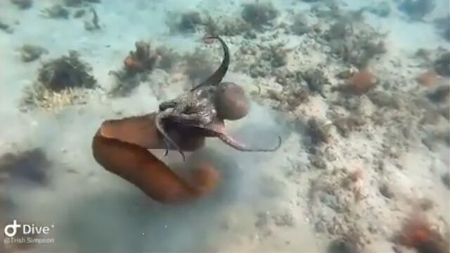「海のギャング」と呼ばれるのもうなづける、ウツボがタコを襲う瞬間