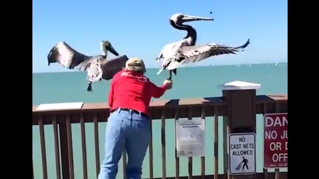 Х򳫤ʤڥꥫ͡ޤä򳰤Ƥʹ֤ε߽ư