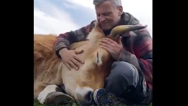 人と動物との間に、絆というものは確かにあるのだなぁと思わされる映像集